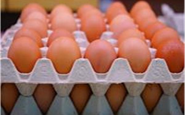 حالة من الاستقرار .. ننشر أسعار البيض اليوم الإثنين 16 فبراير 2026