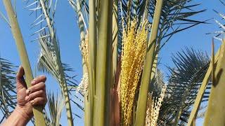 تلقيح نخيل البلح .. إليك الطريقة