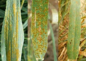 روشتة علاج الصدأ الأصفر في القمح .. تعرف على التفاصيل