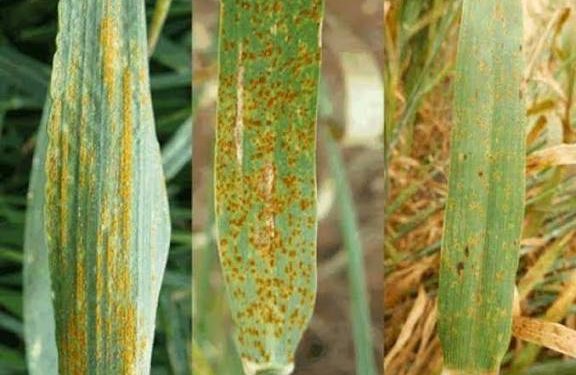 روشتة علاج الصدأ الأصفر في القمح .. تعرف على التفاصيل