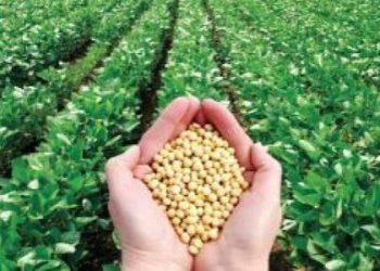 فول الصويا يقفز.. والقطن يتراجع في تداولات اليوم العالمية