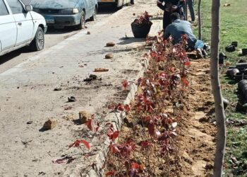 استمرار أعمال تطوير المسطحات الخضراء بمدينة الشروق وزراعة آلاف الزهور والأشجار