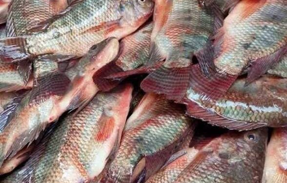 أسعار الأسماك البلطي والجمبري والبوري في مصر