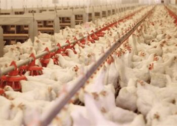 أسعار الدواجن اليوم في مصر 8 أبريل 2026