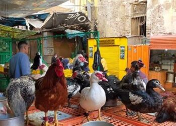 تراجع طفيف في أسعار الفراخ بالأسواق مع شم النسيم