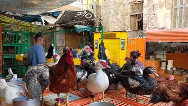 تراجع طفيف في أسعار الفراخ بالأسواق مع شم النسيم